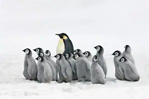 Grey Prints: Emperor penguin adults leading chicks - Antarctica, Antarctic Peninsula, Snowhill Island