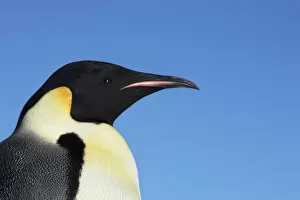 Images Dated 1st March 2021: Emperor penguin - Antarctica, Antarctic Peninsula, Snowhill Island