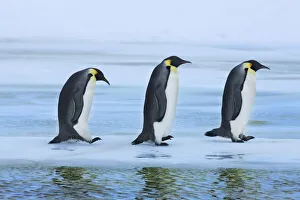 Emperor penguin - Antarctica, Antarctic Peninsula, Snowhill Island