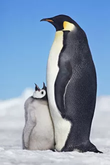 Images Dated 1st March 2021: Emperor penguin with begging chick - Antarctica, Antarctic Peninsula, Snowhill Island