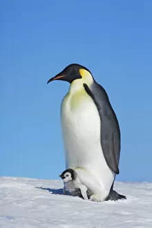 Images Dated 1st March 2021: Emperor penguin with chick - Antarctica, Antarctic Peninsula, Snowhill Island