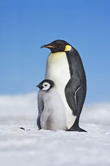 Emperor penguin with chick - Antarctica, Antarctic Peninsula, Snowhill Island