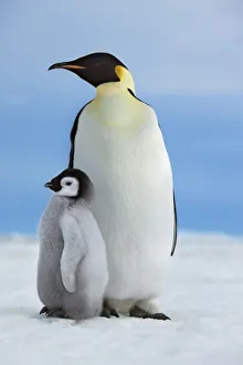 Emperor penguin with chick - Antarctica, Antarctic Peninsula, Snowhill Island