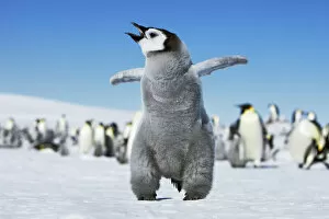 Antarctica Gallery: Emperor penguin chick and colony - Antarctica, Antarctic Peninsula, Snowhill Island