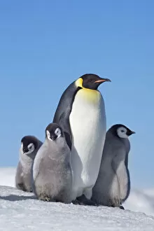 Images Dated 1st March 2021: Emperor penguin with chicks - Antarctica, Antarctic Peninsula, Snowhill Island