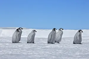 Weddell Sea Prints: Emperor penguin chicks - Antarctica