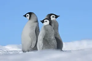 Emperor penguin chicks - Antarctica, Weddell Sea, Riiser Larsen Ice Shelf