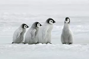 Images Dated 2nd March 2021: Emperor penguin chicks - Antarctica, Antarctic Peninsula, Snowhill Island