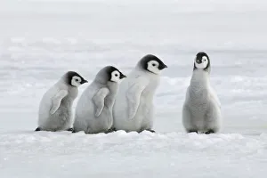 Images Dated 2nd March 2021: Emperor penguin chicks - Antarctica, Antarctic Peninsula, Snowhill Island