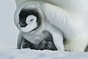 Antarctica Gallery: Emperor penguin chicks on parents feet - Antarctica, Antarctic Peninsula
