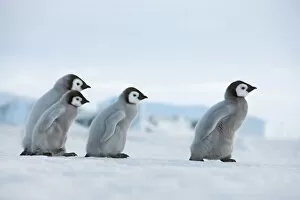 Antarctica Gallery: Emperor penguin chicks in procession - Antarctica, Antarctic Peninsula, Snowhill Island