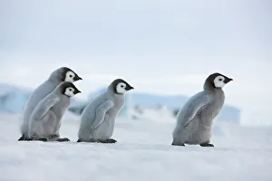 Antarctica Gallery: Emperor penguin chicks in procession - Antarctica, Antarctic Peninsula, Snowhill Island