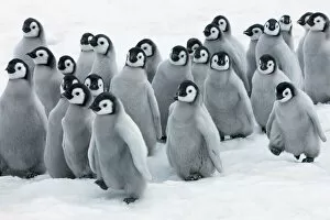 Images Dated 1st March 2021: Emperor penguin chicks in procession - Antarctica, Antarctic Peninsula, Snowhill Island