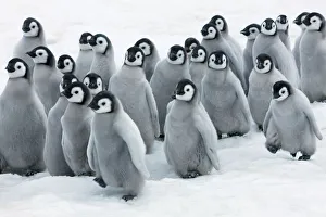 Emperor penguin chicks in procession - Antarctica, Antarctic Peninsula, Snowhill Island