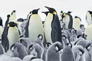 Images Dated 1st March 2021: Emperor penguin colony - Antarctica, Antarctic Peninsula, Snowhill Island