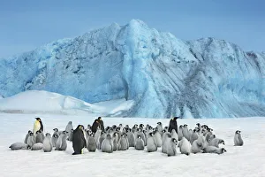 Antarctica Gallery: Emperor penguin colony with iceberg - Antarctica, Antarctic Peninsula, Snowhill Island