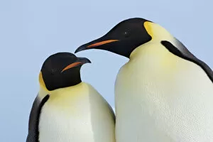 Images Dated 1st March 2021: Emperor penguin couple - Antarctica, Antarctic Peninsula, Snowhill Island