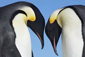 Antarctica Gallery: Emperor penguin greeting - Antarctica, Antarctic Peninsula, Snowhill Island