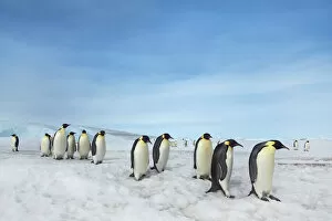 Images Dated 1st March 2021: Emperor penguin group - Antarctica, Antarctic Peninsula, Snowhill Island