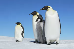 Images Dated 1st March 2021: Emperor penguin group with chick - Antarctica, Antarctic Peninsula, Snowhill Island