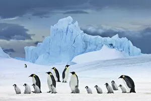 Images Dated 2nd March 2021: Emperor penguin group with chicks in front of iceberg - Antarctica, Antarctic Peninsula
