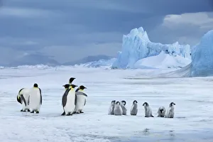 Water Bird Prints: Emperor penguin group with chicks in front of iceberg - Antarctica, Antarctic Peninsula