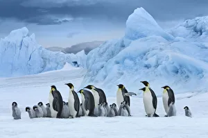 Emperor penguin group with chicks in front of iceberg - Antarctica, Antarctic Peninsula