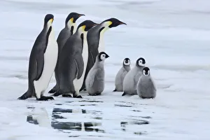Water Bird Prints: Emperor penguin group with chicksn - Antarctica, Antarctic Peninsula, Snowhill Island