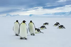 Antarctica Gallery: Emperor penguin group coming from ocean - Antarctica, Antarctic Peninsula