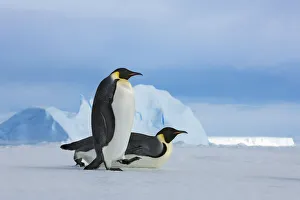 Antarctica Gallery: Emperor penguin group with iceberg - Antarctica, Antarctic Peninsula, Snowhill Island