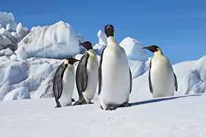 Images Dated 1st March 2021: Emperor penguin group and icebergs - Antarctica, Antarctic Peninsula, Snowhill Island