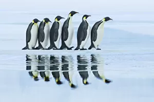 Images Dated 2nd March 2021: Emperor penguin group on way to rookery - Antarctica, Antarctic Peninsula