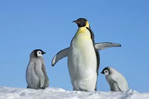 Antarctica Gallery: Emperor penguin Parent with chicks - Antarctica, Weddell Sea, Riiser Larsen Ice Shelf