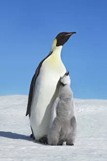 Images Dated 1st March 2021: Emperor penguin parents with begging chick - Antarctica, Antarctic Peninsula