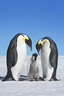 Images Dated 1st March 2021: Emperor penguin parents with chick - Antarctica, Antarctic Peninsula, Snowhill Island