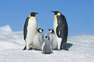 Images Dated 1st March 2021: Emperor penguin parents with chicks - Antarctica, Antarctic Peninsula, Snowhill Island