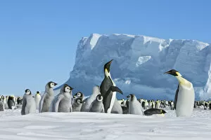 Antarctica Gallery: Emperor penguin rookery - Antarctica, Weddell Sea, Riiser Larsen Ice Shelf