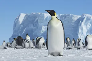 Images Dated 2nd March 2021: Emperor penguin rookery - Antarctica, Weddell Sea, Riiser Larsen Ice Shelf