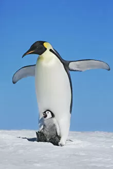 Images Dated 1st March 2021: Emperor penguin stretching with chick - Antarctica, Antarctic Peninsula, Snowhill Island