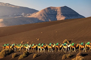 Las Palmas Prints: Enchadero de los Camellos, Yaiza