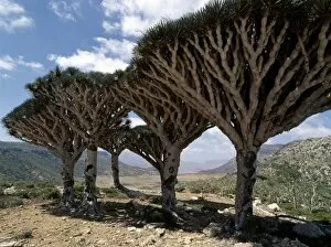 Yemen Collection: Endemic Dragons Blood Trees