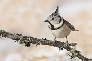 Engadina, Val Roseg, Switzerland Tit with a tuft recovery resting on a branch