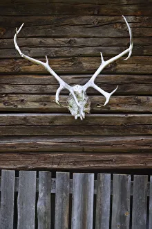 Finnmark Prints: Engholm Husky Centre, Karajok, Finnmark, Norway