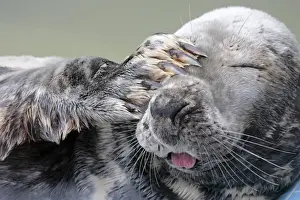 Face Prints: England, Cornwall, Gweek. Portrait of a rescued grey seal (called Fatima) at the National Seal Sanctuary