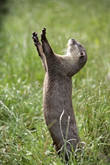 Wild Life Gallery: England, Cornwall, Tamar Otter & Wildlife Centre. Asian short-clawed otter begging for food