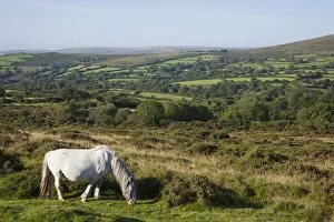 Images Dated 21st November 2012: England, Devon, Dartmoor, Ponies