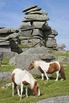 Images Dated 21st November 2012: England, Devon, Dartmoor, Ponies at Great Staple Tor