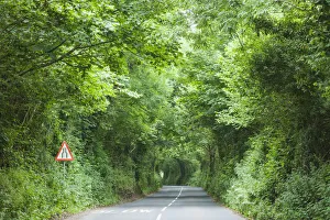 England, Devon, Tree Lined Country Road
