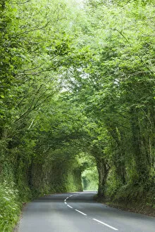 England, Devon, Tree Lined Country Road
