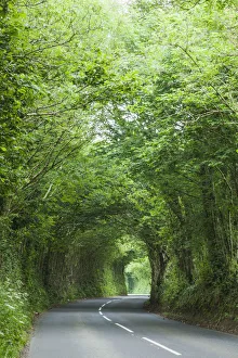 Images Dated 30th November 2017: England, Devon, Tree Lined Country Road
